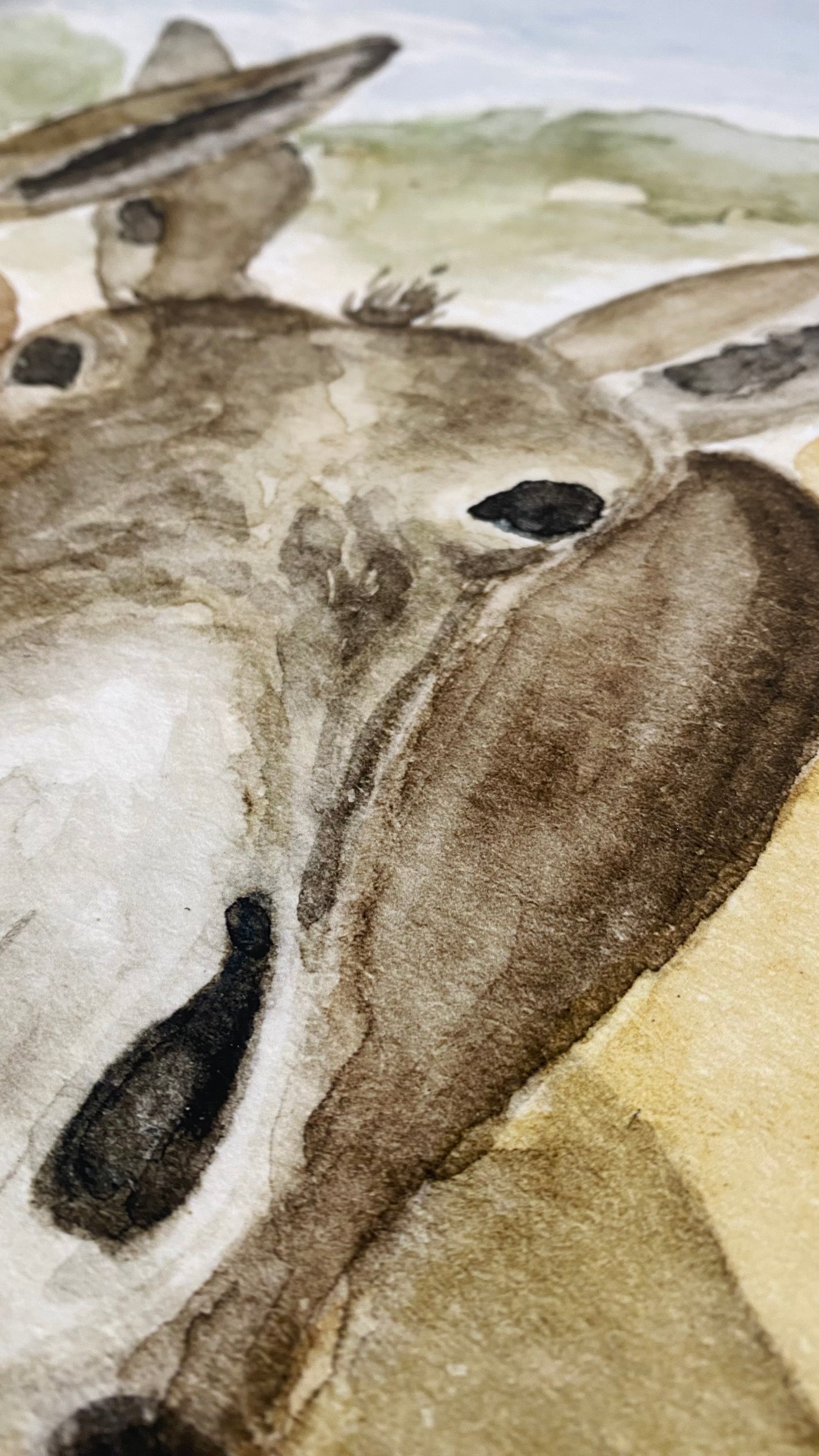 The Donkeys | Professional Print
