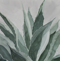 Agave | Professional Print