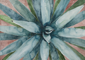 Colorful Agave | Professional Print