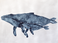 Mother and Baby Humpback Whales | Professional Print