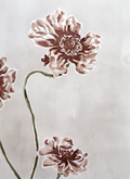 Poppies | Professional Print