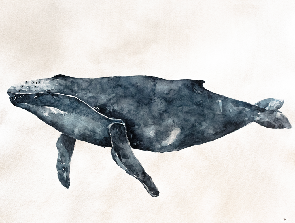 Humpback Whale | Professional Print