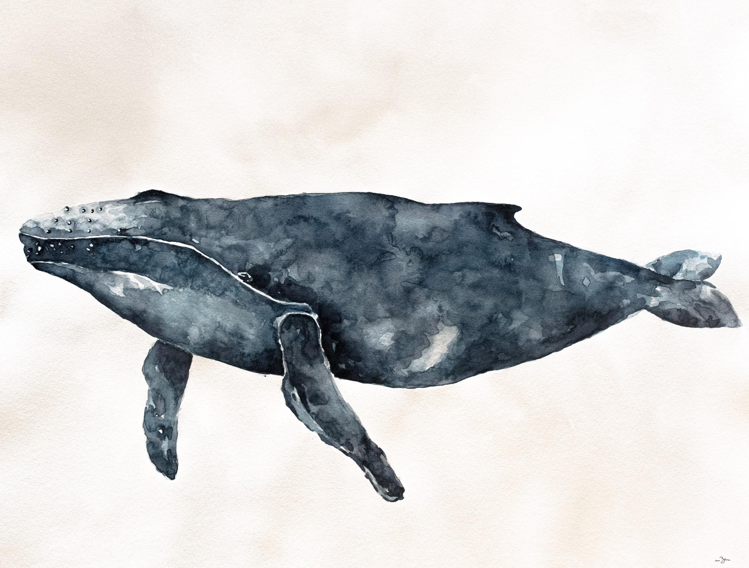 Humpback Whale | Original Watercolor Painting